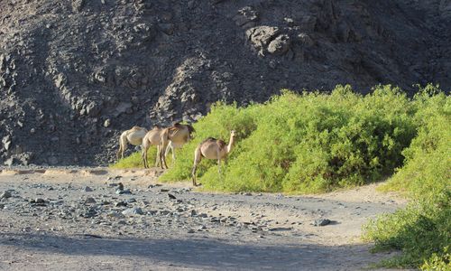 Wadi El Gamal