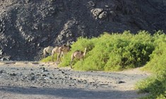 Wadi El Gamal